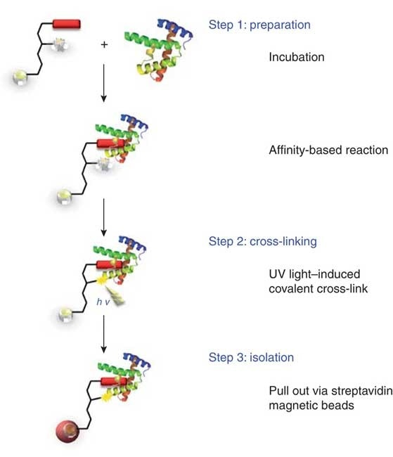 1790626076127444992-crosslinking-protein-interaction-analysis.png