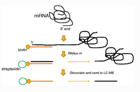 1790674227962101760-mrna-5-capping-rate-analysis-3.png