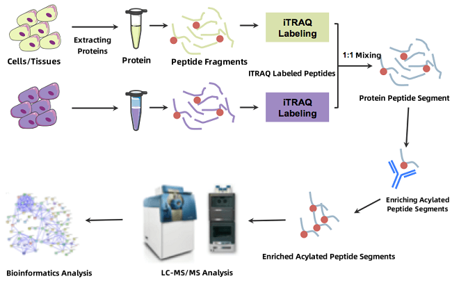 acylation-quantitative-proteomics1.png
