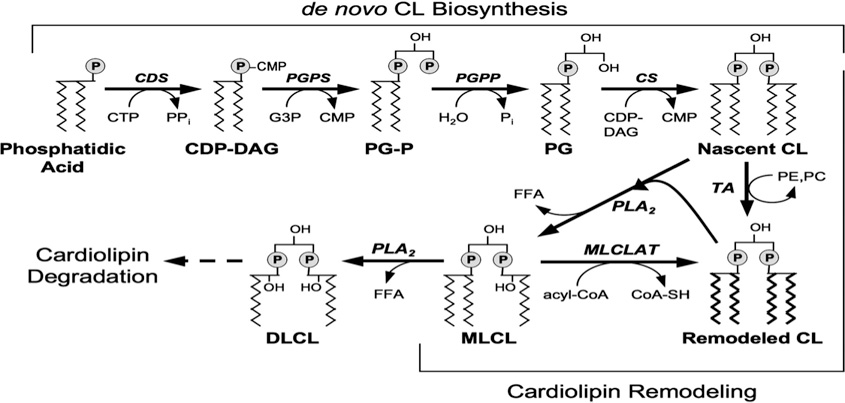 cardiolipins-analysis1.png