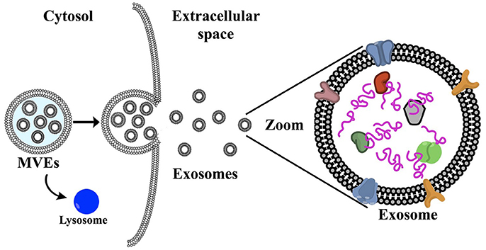 exosome-untargeted-metabolomics1.png
