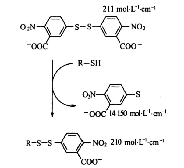 free-sulfhydryl-quantification1.png