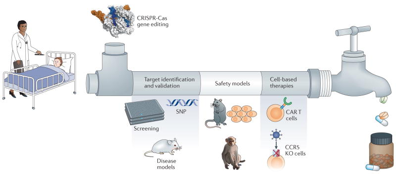 gene-knockout-for-drug-screening-and-target-identification1.png