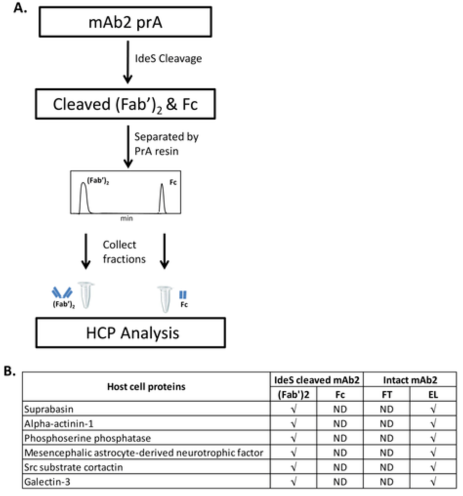 hcp-antibody-development5.png