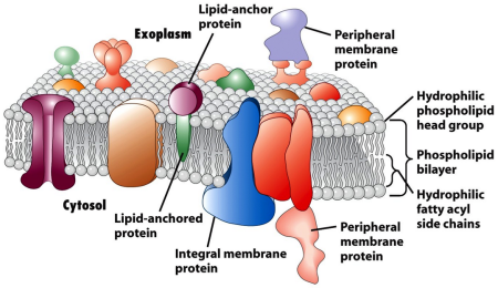 membrane-proteomics1.png