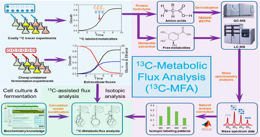 metabolic-flux-analysis1.png