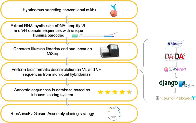 monoclonal-sequencing-and-recombinant-expression-of-cell-lines9.png