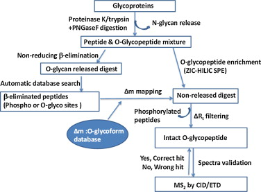 o-glycosylation-site-occupation-analysis1.png
