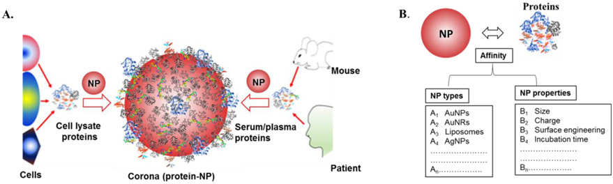 protein-corona-proteomics1.png