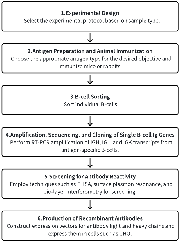single-b-cell-screening-and-antibody-research-development3.png