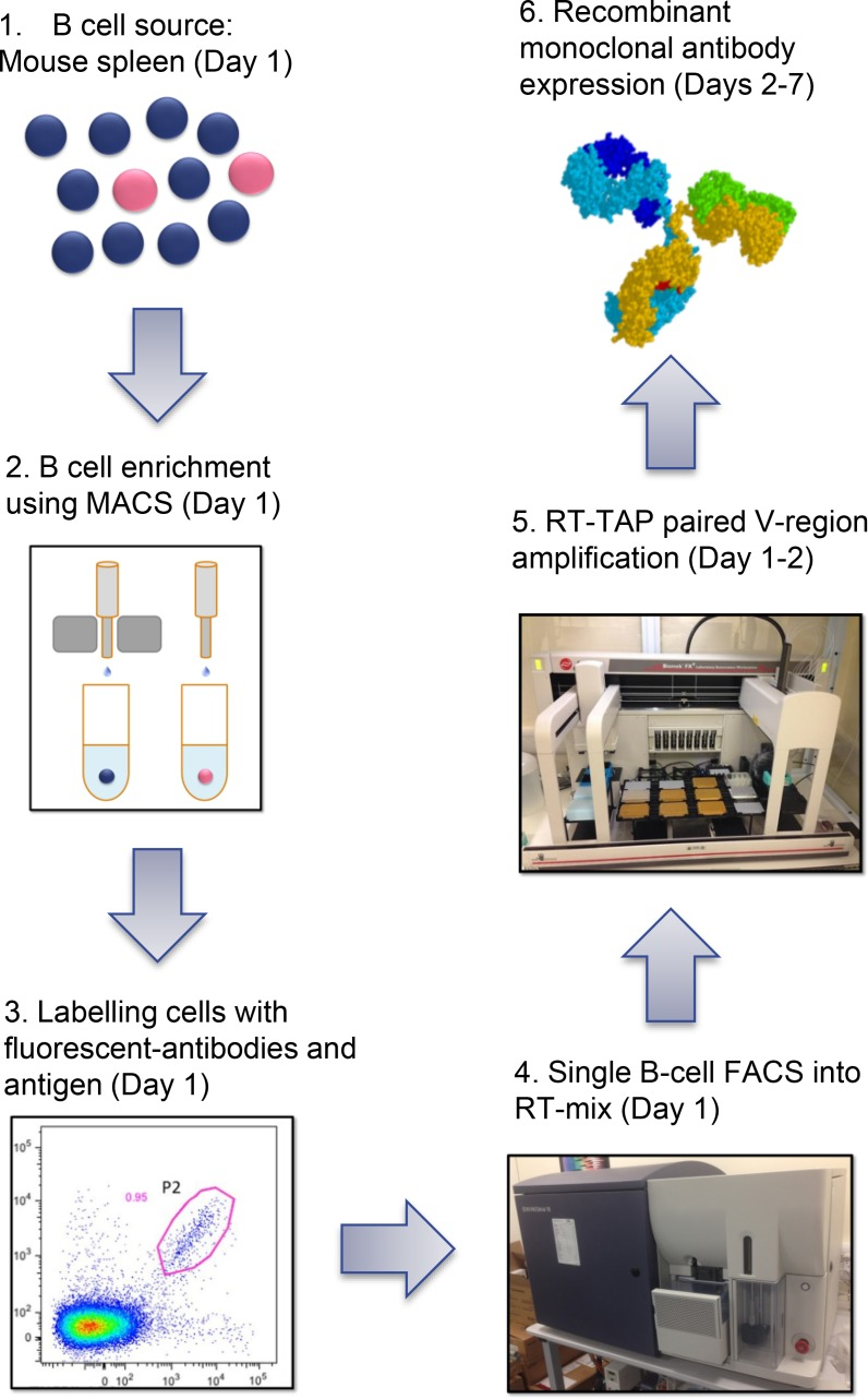 single-b-cell-screening-and-antibody-research-development4.png