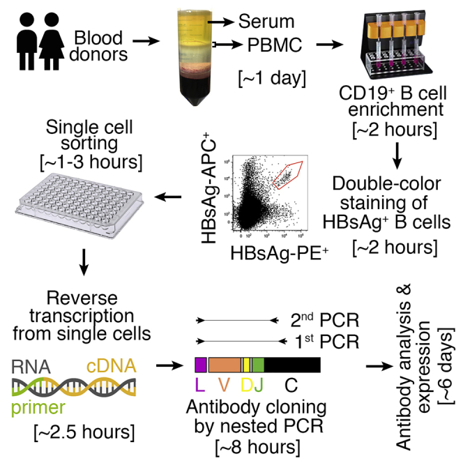 single-b-cell-screening-and-antibody-research-development6.png