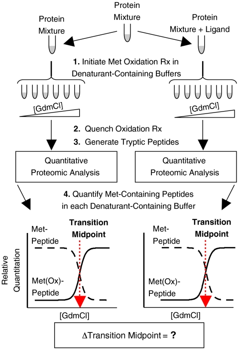 stability-of-proteins-from-rates-of-oxidation-sprox2.png