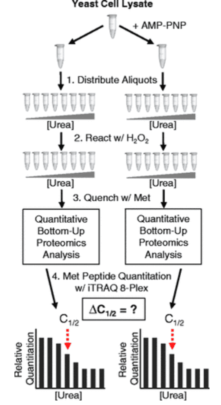stability-of-proteins-from-rates-of-oxidation-sprox9.png