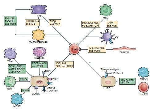 tumor-biology1.jpg