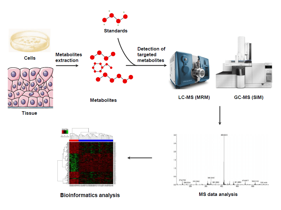 MtoZ Biolabs offers targeted metabolomics analysis service using an LC-MS-based MRM and GC-MS-based SIM technologies, with high accuracy, specificity, and sensitivity.